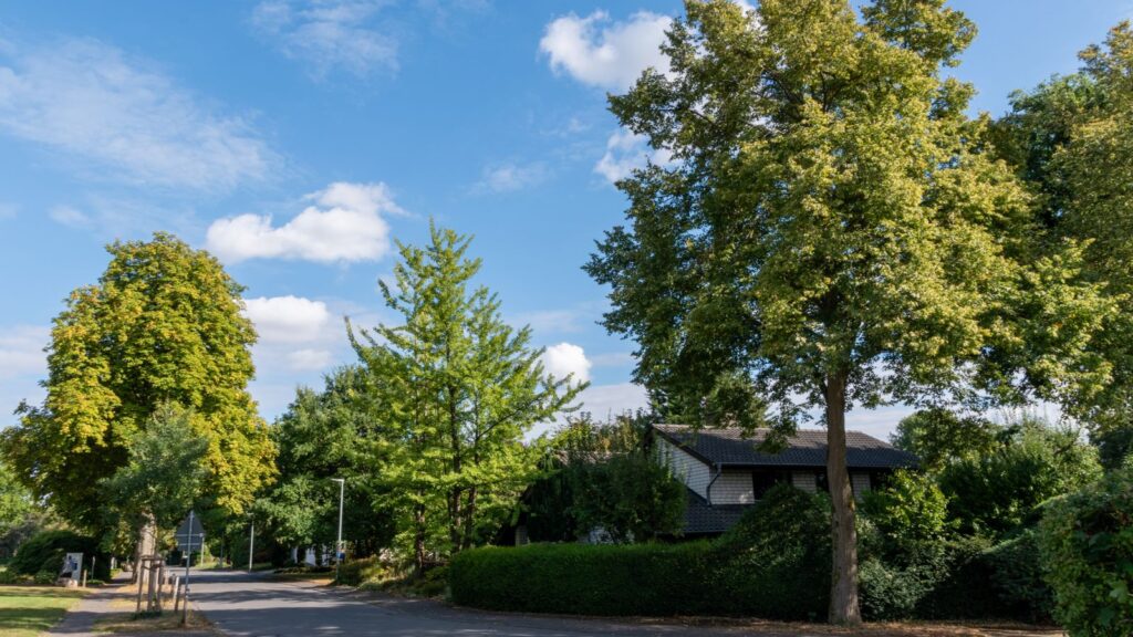 A tranquil suburban street with lush green trees under a bright blue sky, perfect for serene outdoor scenes.